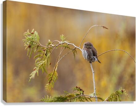 Northern Pygmy Owl Canvas Print