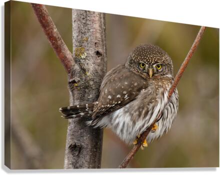 Northern Pygmy Owl Canvas Print