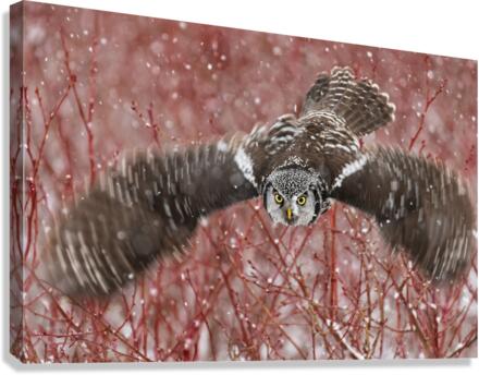 Northern Hawk Owl Canvas Print