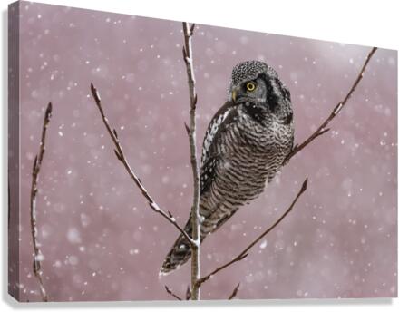 Northern Hawk Owl Canvas Print