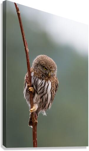 Northern Pygmy Owl Canvas Print