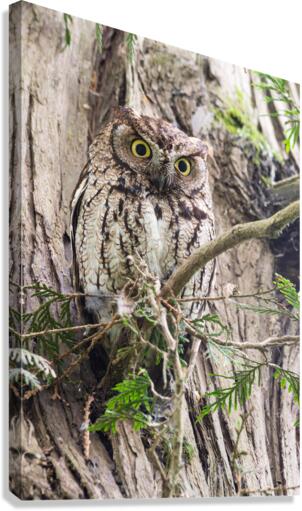 Western Screech Owl Canvas Print