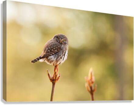 Northern Pygmy Owl Canvas Print
