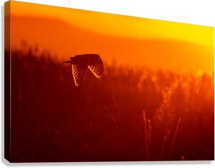 Short-eared Owl Canvas Print