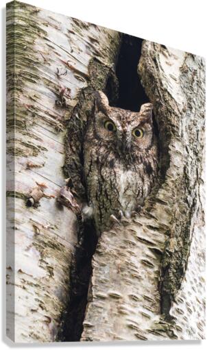 Western Screech Owl Canvas Print