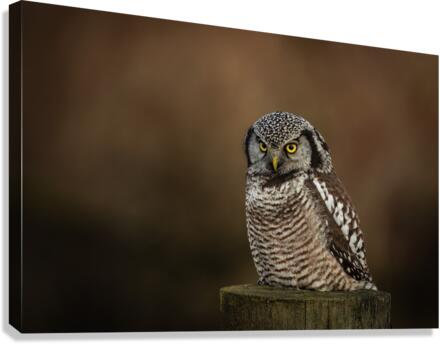 Northern Hawk Owl Canvas Print