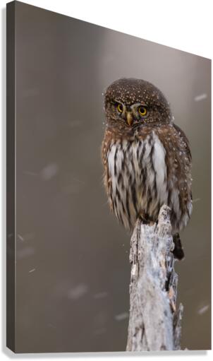 Northern Pygmy Owl Canvas Print