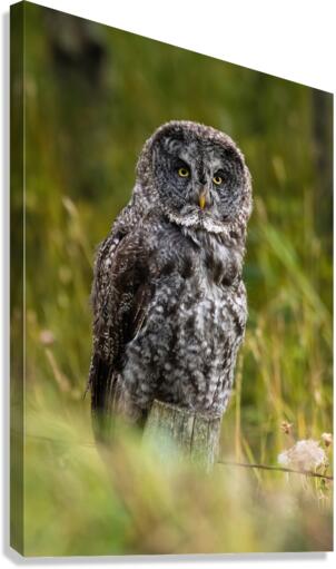 Great Gray Owl Canvas Print