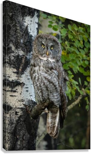Great Gray Owl Canvas Print
