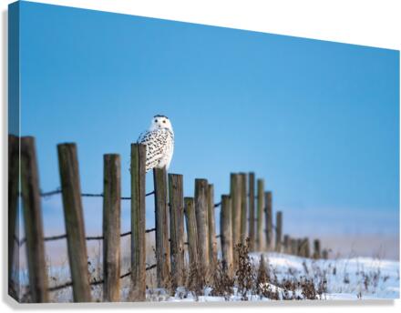 Snowy Owl Canvas Print