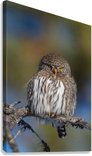 Northern Pygmy Owl Canvas Print