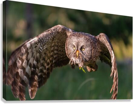 Great Gray Owl Canvas Print
