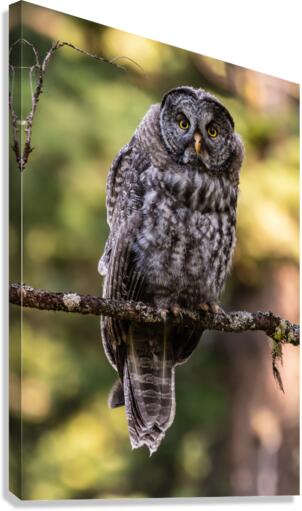Great Gray Owlet Canvas Print