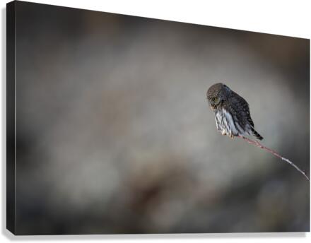 Northern Pygmy Owl Canvas Print