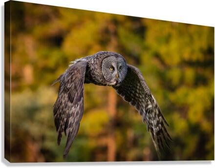 Great Gray Owl Canvas Print