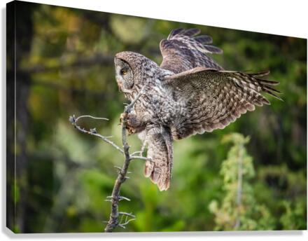 Great Gray Owl Canvas Print