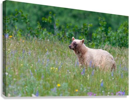 Black Bear Canvas Print