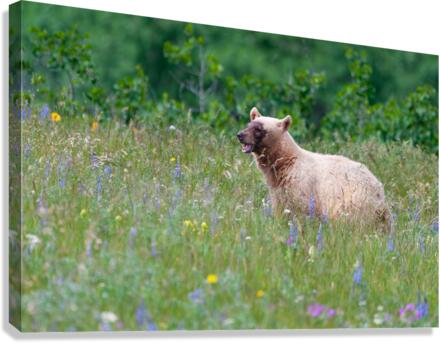 Black Bear Canvas Print