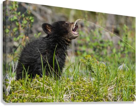 Black Bear Cub Canvas Print