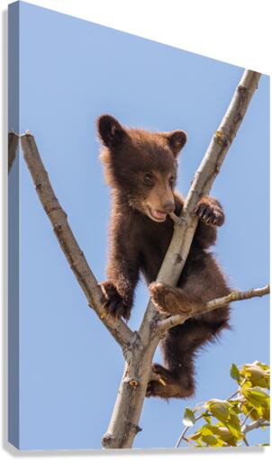 Black Bear Cub Canvas Print