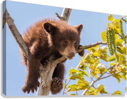 Black Bear Cub Canvas Print