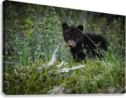 Black Bear Cub Canvas Print