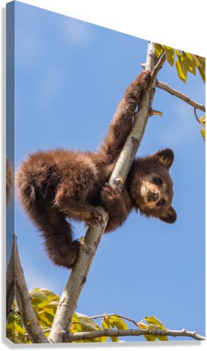 Black Bear Cub Canvas Print