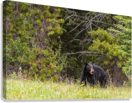 Black Bear Canvas Print