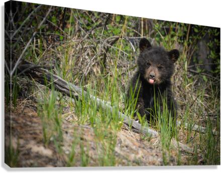 Black Bear Cub Canvas Print