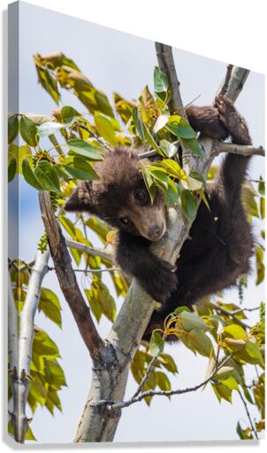 Black Bear Cub Canvas Print