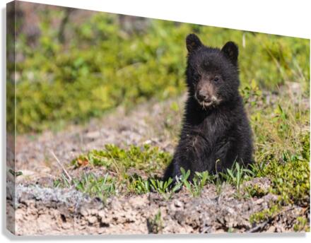 Black Bear Cub Canvas Print