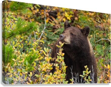Black Bear Canvas Print