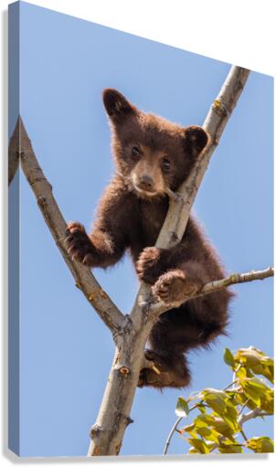 Black Bear Cub Canvas Print