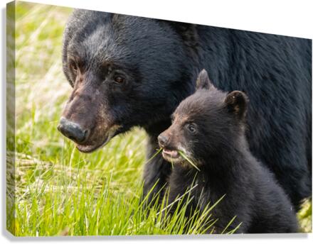 Black Bear Sow with Cub Canvas Print