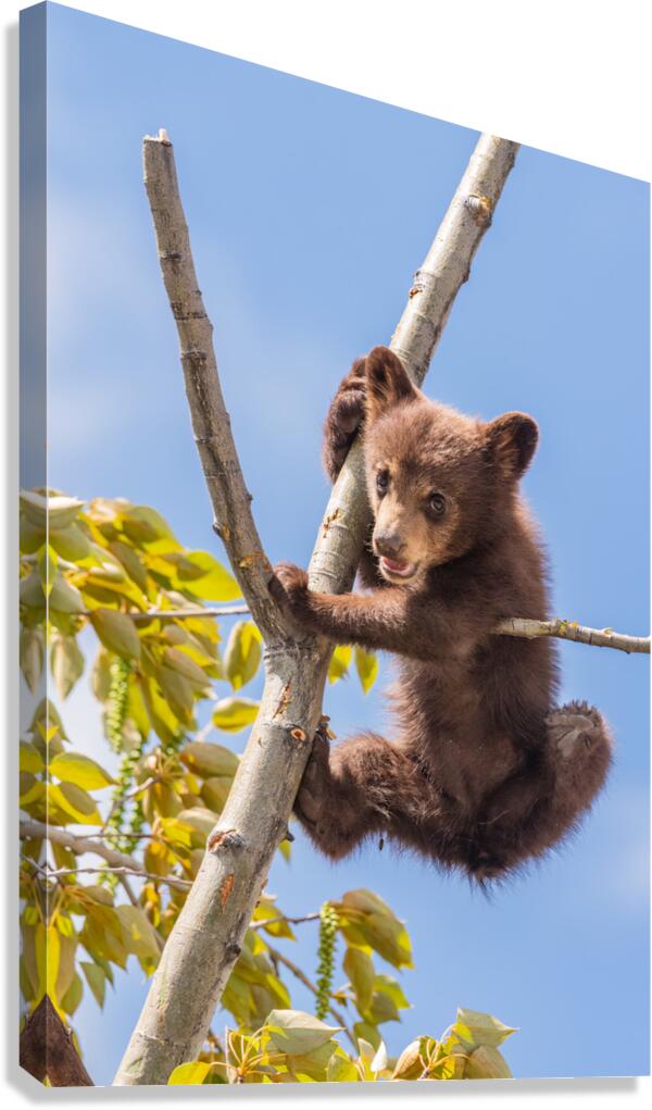 Black Bear Cub Canvas Print