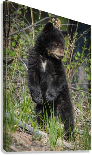 Black Bear Cub Canvas Print