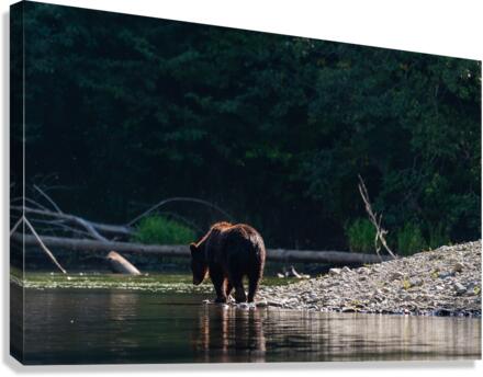 Grizzly Sow Canvas Print