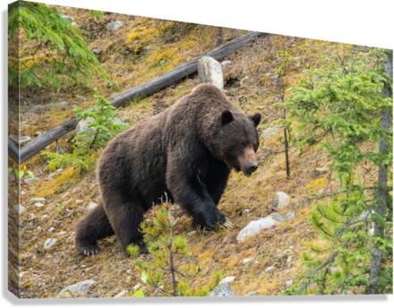Grizzly Boar Canvas Print