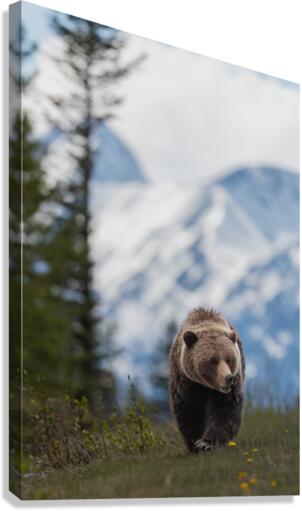 Grizzly Boar Canvas Print