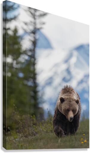 Grizzly Boar Canvas Print