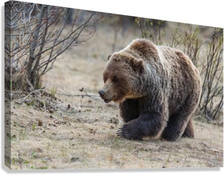 Grizzly Boar Canvas Print