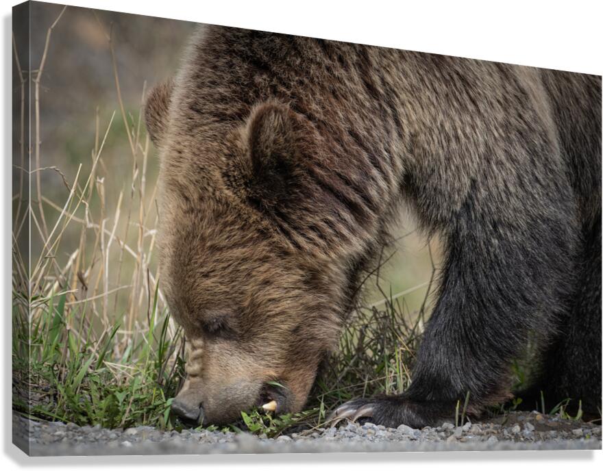 Grizzly Boar Canvas Print