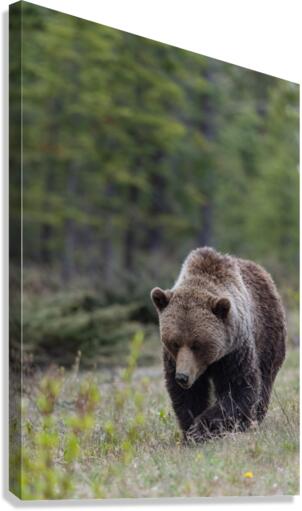 Grizzly Boar Canvas Print