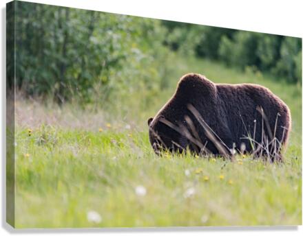 Grizzly Boar Canvas Print