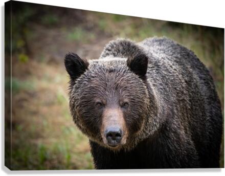 Grizzly Boar Canvas Print