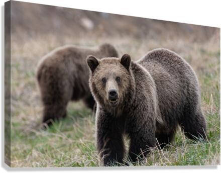 Grizzly Siblings Canvas Print