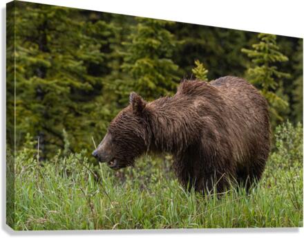 Grizzly Sow Canvas Print
