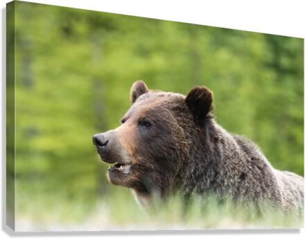 Grizzly Boar Canvas Print