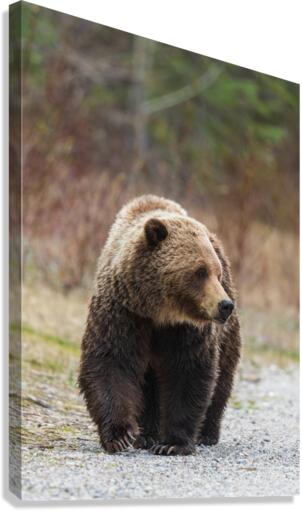 Grizzly Boar Canvas Print