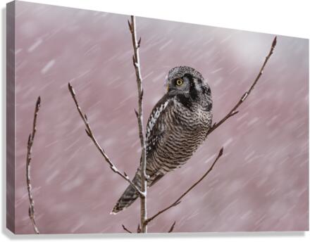 Northern Hawk Owl Canvas Print